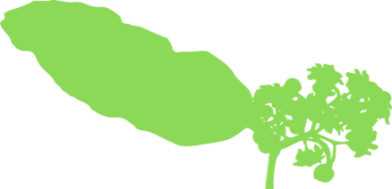 amborella