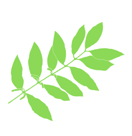 gymnosperms