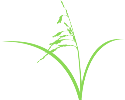 monocots