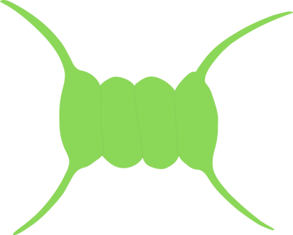 chlorophytes