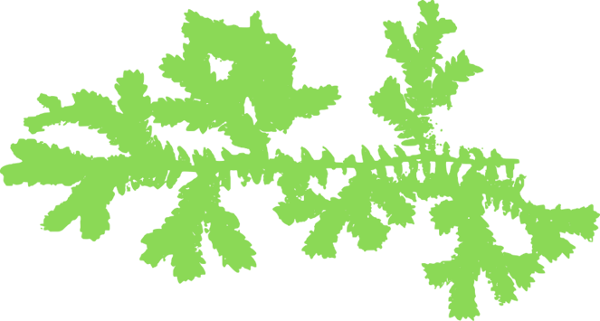 lycophyta